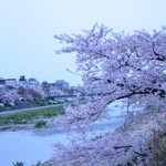 イカリヤ食堂 - 窓の外は鴨川堤　桜満開