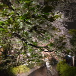 イカリヤ食堂 - お店の前は高瀬川の桜並木