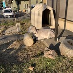 金子牧場 - ヤギちゃん
