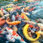 庭園の宿 石亭 - 