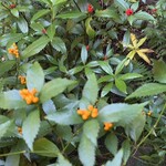 菓子と珈琲 朔 - 料理写真: