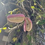 グリル ギャルソン - 