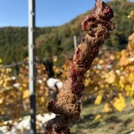 ココ・ファーム・ワイナリー - 