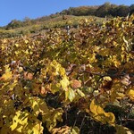 ココ・ファーム・ワイナリー - 