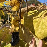 ココ・ファーム・ワイナリー - 