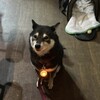 たつの子