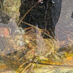 しらすと伊勢海老の 忠兵衛 - 