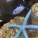 地鶏と沖縄琉球しゃぶしゃぶ 個室居酒屋 くろ凪 - 