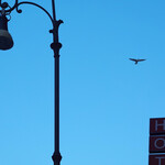 Hotel Aphrodite - 明るくなった空を舞うカモメ