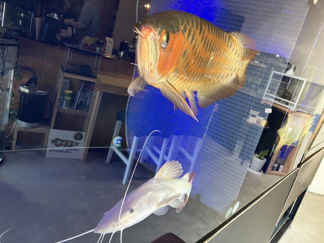 MATSUSHIMA CHAMPION（マツシマ チャンピオン） - 松島（カフェ）の写真