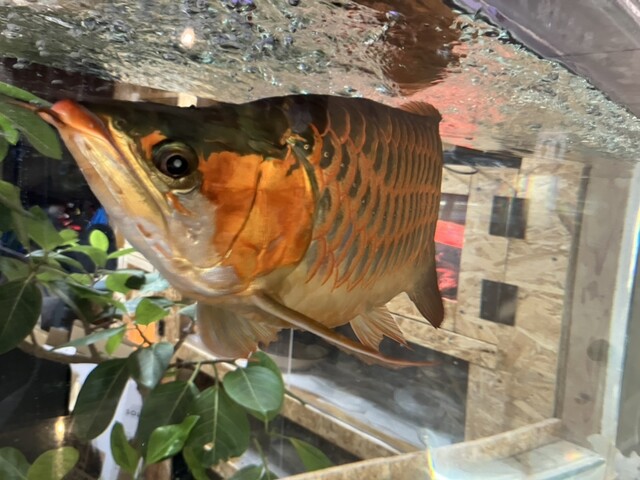 MATSUSHIMA CHAMPION（マツシマ チャンピオン） - 松島（カフェ）の写真