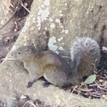 西欧料理 サヴァカ - 自宅近くで見つけた台湾リス...