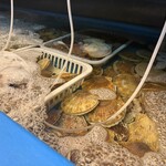 磯丸水產 郡山站前店 - 生簀で活きています✨✨