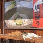 元祖しょうゆうどん 小縣家 - 気持ち良さそうに日向ぼっこの看板猫