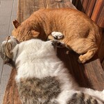 元祖しょうゆうどん 小縣家 - 仲良し！