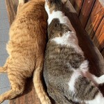 元祖しょうゆうどん 小縣家 - めちゃ仲良し！この後茶ネコのネコパンチが炸裂します。茶ネコの方が強いのか…