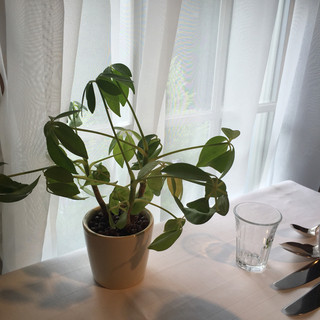 ラ・ターブル・ド・トリウミ_2