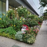 馬車道 大かわ - 市役所のバラ