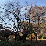 六義園 吹上茶屋 - 