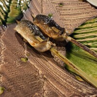 北海道炉端焼き 篝 - 