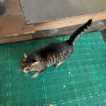 お食事処ぶなしずく(谷地温泉) - 