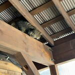 お食事処ぶなしずく(谷地温泉) - 