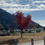 そば・うどん 郷乃 - 駐車場にあるハートの木。可愛い。