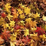 かわむら - 付近の紅葉