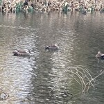 中華そば 琴の - 