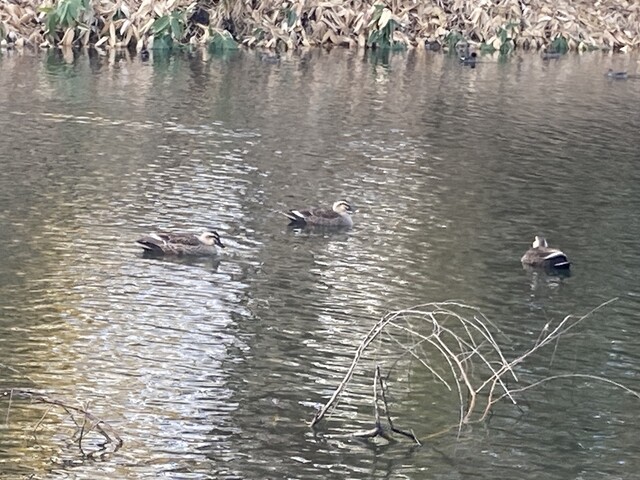 中華そば 琴の - 鶴岡（ラーメン）の写真