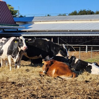 Blue Bamboo Farm Gelate&Cafe_1