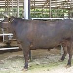 原価焼肉 げん - 