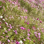 農菓みきや - 近くにはコスモス咲いてました❤︎