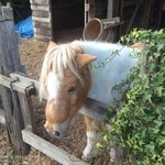 煉瓦堂朱とんぼ　いろり小屋 - ポニーの「ゆず」ちゃんです♪