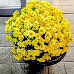 御菓子司　亀屋 - 