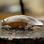 鮨 なんば - 小肌