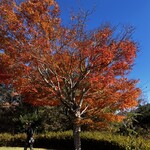 レストラン もみじ - 