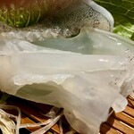 酒湊 - アオリイカ