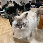 四季香 - 本日のキャット様！　この子は、南京の雀荘にいるマジChineseキャット様です☆笑笑笑