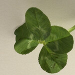 レ セゾン - マジな四葉のクローバー　コレは感激したな