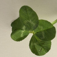 レ セゾン - マジな四葉のクローバー　コレは感激したな