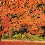 トラットリア ダ コヴィーノ - すぐ近くの六義園