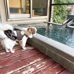 レジーナリゾート伊豆 無鄰 - 料理写真: