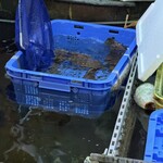 魚将　さかなちゃん - 