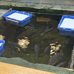 魚将　さかなちゃん - 