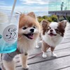 Cafe・321 - ドリンク写真:
