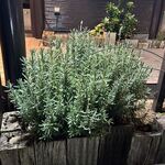 ステーキ・洋食のTANTO屋 - 店頭の花壇の風景　2025.11