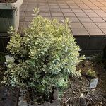 ステーキ・洋食のTANTO屋 - 店頭の花壇の風景　2025.11