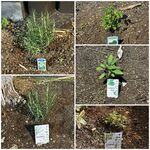 ステーキ・洋食のTANTO屋 - 店頭の花壇の風景　2025.11