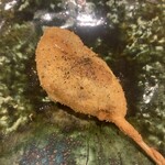 串揚げ タケナカ - 